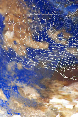 World Wide Web
