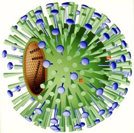 Influenza Who Discovered Influenza
