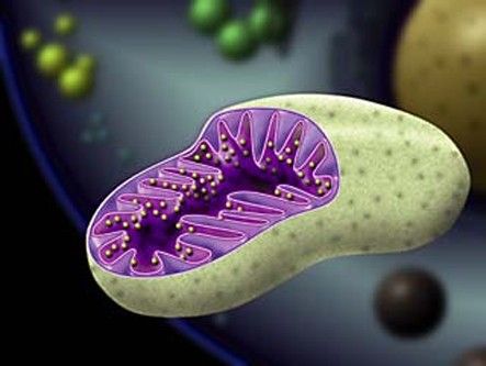 Mitochondria Who Discovered the Mitochondria